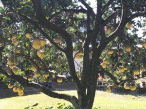 老船長的花果園